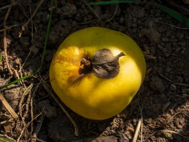 Toprağın üzerinde duran tek, olgun, sarı bir elma..