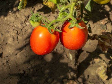 Açık havada yetişen iki olgun kırmızı domates..
