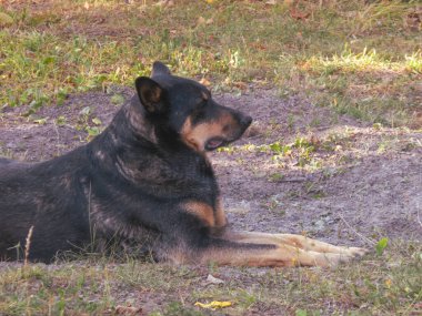 Barışçıl siyah ve esmer bir köpek güneşin tadını çıkarıyor..