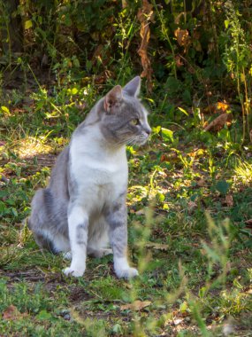 Odaklanmış gri ve beyaz bir kedi güneşli bir bahçede tetikte bekliyor.