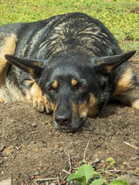 Sakin, yetişkin bir köpek arka bahçede huzur içinde dinleniyor..