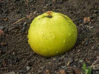 Canlı, nemli yeşil bir elma, koyu ve nemli zeminde yatar..