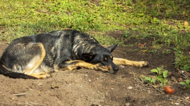 Güneşli bir parkta yerde dinlenen sakin bir evcil köpek..