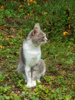 Güzel kürklü, bahçeye bakan huzurlu bir evcil kedi..