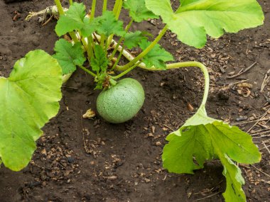 Açık havada sebze bahçesinde olgunlaşan taze kabak ezmesi..