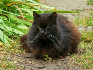 Çimlerin üzerinde oturan haşmetli kedi ileriye bakıyor..