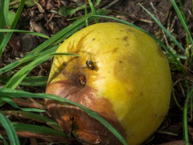 Yerdeki çürük sarı elmaya yakın plan..