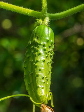 Taze yeşil bir salatalık bir bahçede asılı duruyor..