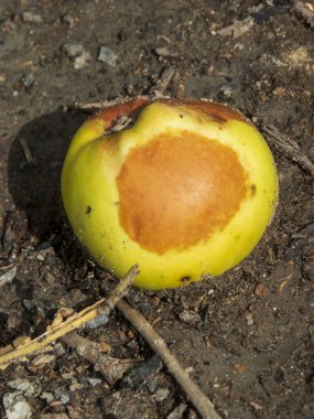 Karanlık ve nemli topraklarda çürüyen bir meyvenin yakın çekimi.