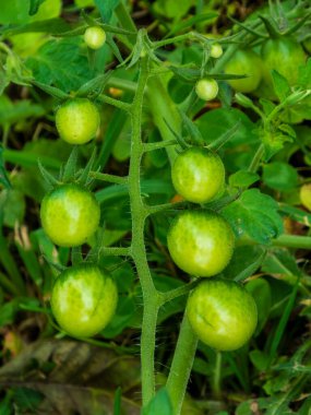 Bir grup küçük, büyüyen domatesin yakın çekimi..