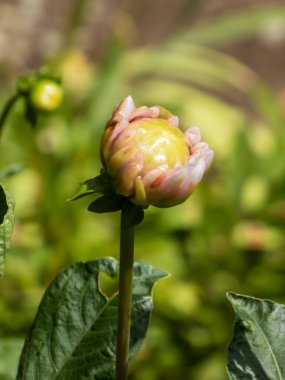Çiçek tomurcuğunun yumuşak yaprakları yeni çiçek açmaya başlıyor..