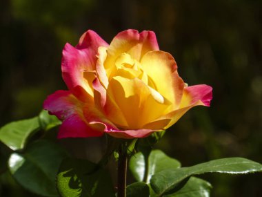 Pembe, sarı ve turuncu yapraklı güzel tek bir güle yakından bakın..