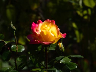 Muhteşem sarı ve pembe bir gülün yakın plan çekimi..