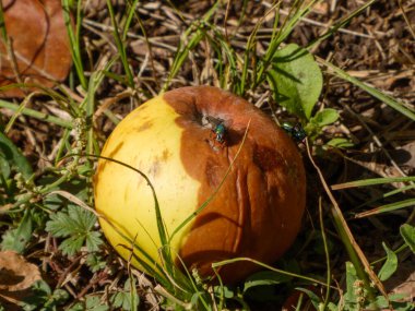 Çürük bir elmanın üzerindeki sineklere yakın plan..