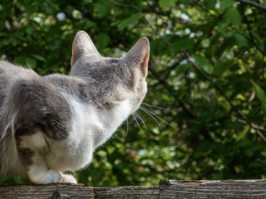 Dalgın bir kedi kırsal bir ahşap çitte oturur ve başka tarafa bakar..
