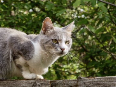 Dikkatli bir kedi güneş ışığı altında yıpranmış kırsal bir çitin üzerinde dinleniyor..