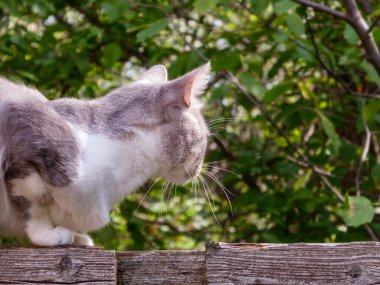 Yeşil bokeh arka planlı, kırsal bir çitte meraklı bir kedinin profili.