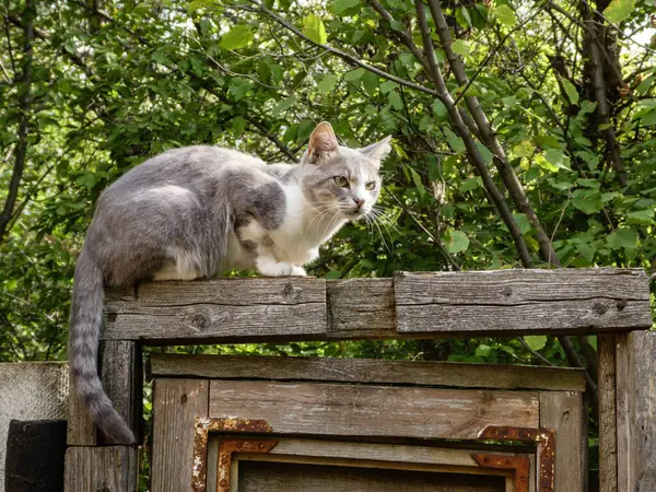 Odaklanmış bir kedi, yaz ışığı altında yıpranmış kırsal bir çite çömelir..