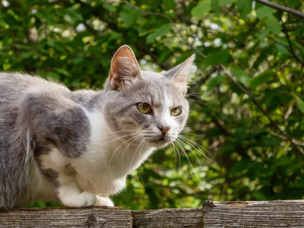 Dikkatli bir kedi güneş ışığı altında yıpranmış kırsal bir çitin üzerinde dinleniyor..