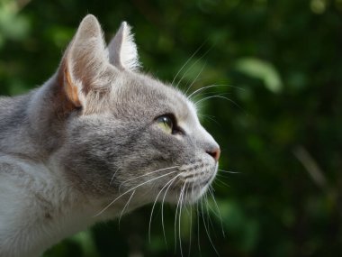 Güzel bir kedinin kafasını, bulanık yeşil bir arka plana yakın plan..