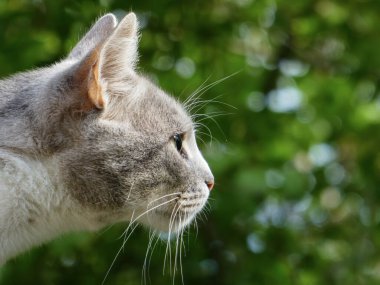Güzel bir kedinin kafasını, bulanık yeşil bir arka plana yakın plan..