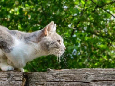 Çitten atlamaya hazırlanan odaklanmış bir kedinin yan görüntüsü.