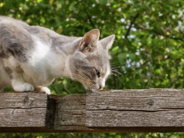 Tahta bir yüzeyi keşfeden güzel bir kedinin yan görüntüsü..
