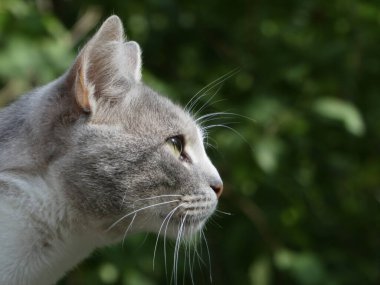 Güzel bir kedinin kafasını, bulanık yeşil bir arka plana yakın plan..