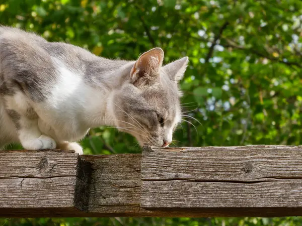 Tahta bir yüzeyi keşfeden güzel bir kedinin yan görüntüsü..