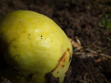 Yerde duran organik sarı-yeşil bir meyvenin yakın çekimi..