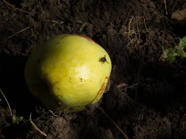Üzerinde sinek olan canlı sarı bir meyvenin yakın çekimi..