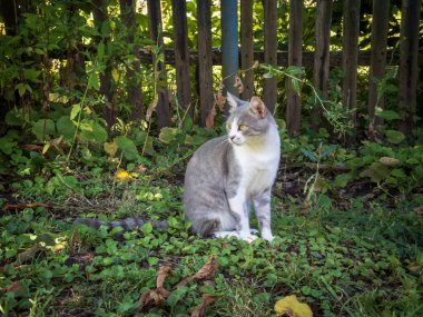 Tahta bir çitin önünde poz veren sevimli bir tekir kedi..