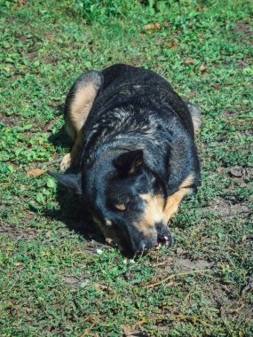 Huzurlu bir köpek doğada dinleniyor..