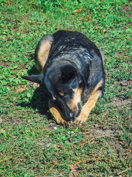Huzurlu bir köpek doğada dinleniyor..