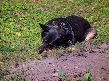 Odaklanmış siyah bir köpek çimenlerde bir kemik çiğniyor..