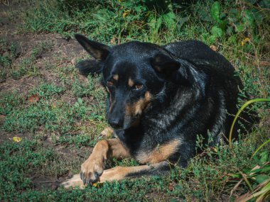 Siyah ve esmer bir köpek çimenlerde huzur içinde yatıyor..