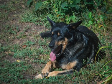 Neşeli köpek güneşte yatıyor, dili dışarıda nefes nefese..
