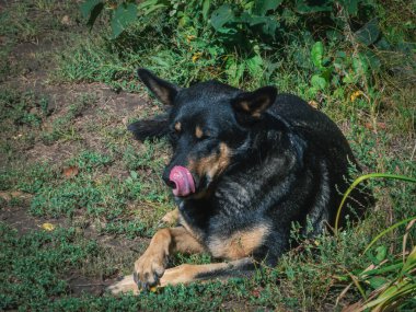 Dili dışarıda çimenlerin üzerinde uzanmış tatmin olmuş bir köpek..