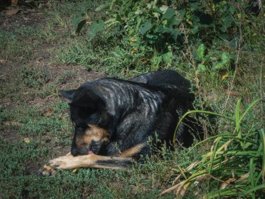 Rahat köpek, güneşli bir günde patisini tımar ediyor..
