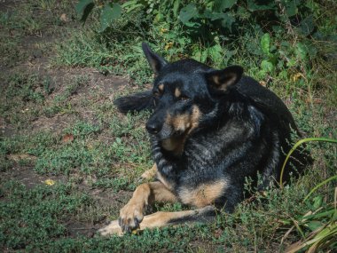 Rahatlamış köpek çimlerin üzerinde uzanıyor, etrafı gözetliyor..
