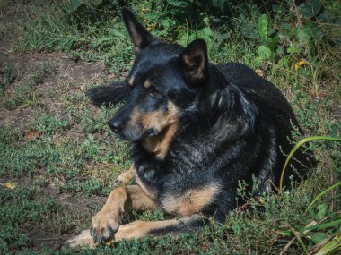 Güneşli bir günde dingin bir köpek çimlerin üzerinde huzur içinde dinlenir..