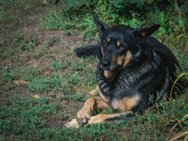 Sakin, güzel bir köpek çimlerin üzerinde huzur içinde dinleniyor..