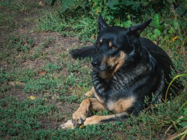 Sakin, güzel bir köpek çimlerin üzerinde huzur içinde dinleniyor..