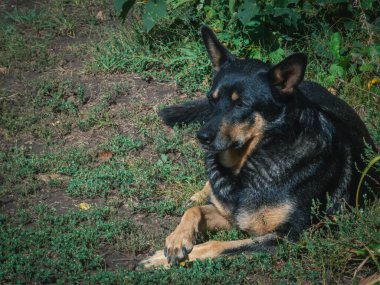 Rahatlamış evcil köpek doğada huzur içinde dinleniyor..