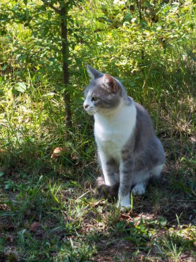 Gri ve beyaz şirin bir kedi otların üzerinde huzur içinde oturuyor..