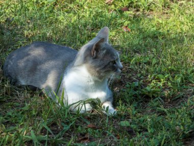 Sakin, gri ve beyaz bir kedi çimenlerde uzanıp bir şey izliyor..