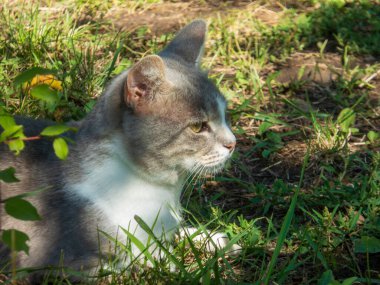 Güneşli bir günde çimlerin üzerinde yatan sevimli gri ve beyaz bir kedi..