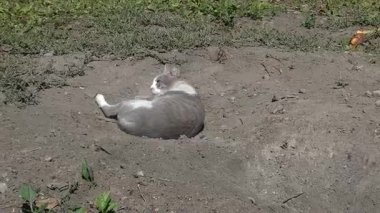 Neşeli bir kedi huzurlu bir anın tadını çıkarır, çamurda mutlu mesut yuvarlanır..