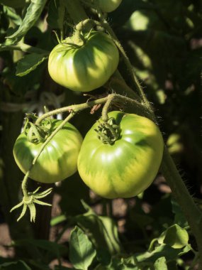 Açık havada yetişen yemyeşil domateslerin yakın çekimi..