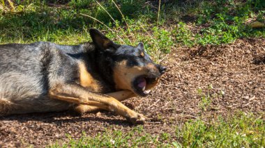 Uykulu bir Alman kurdu parkta dinlenirken esniyor..